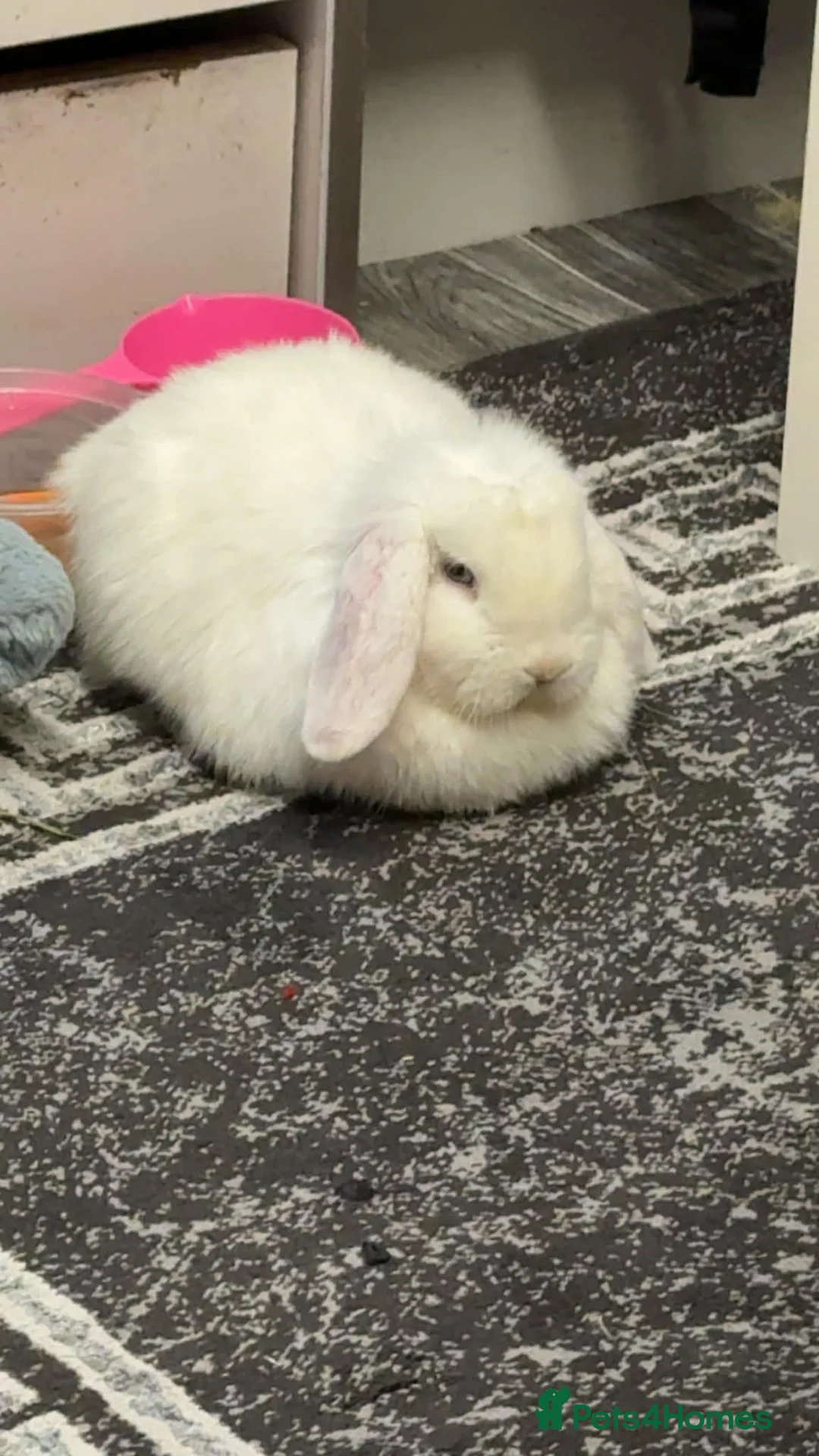 Mini Lop rabbits for sale: Mini lop 13 weeks - Advert 1