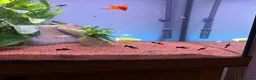 Live Bearers fish for sale: Guppies swords and Mollys  - Advert 5
