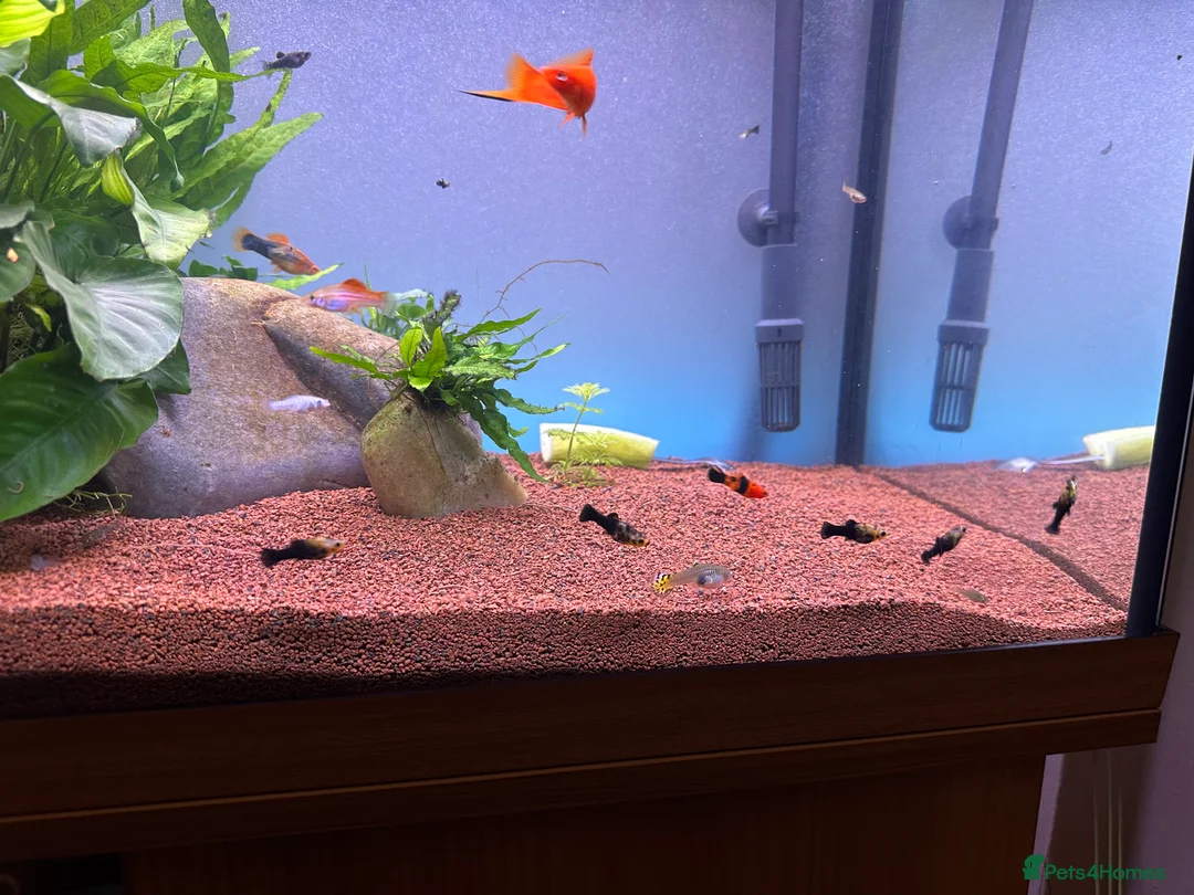Live Bearers fish for sale: Guppies swords and Mollys  - Advert 5