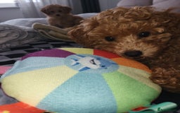 Maltipoo dogs for sale: Maltipoo  - Image 4