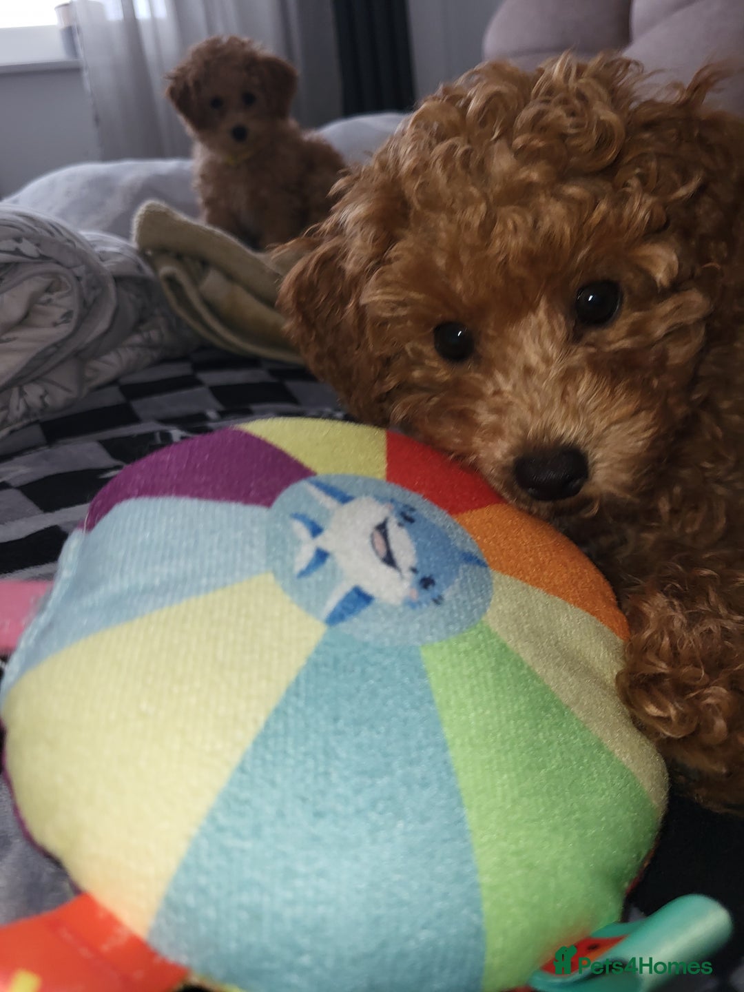 Maltipoo dogs for sale: Maltipoo  - Image 4