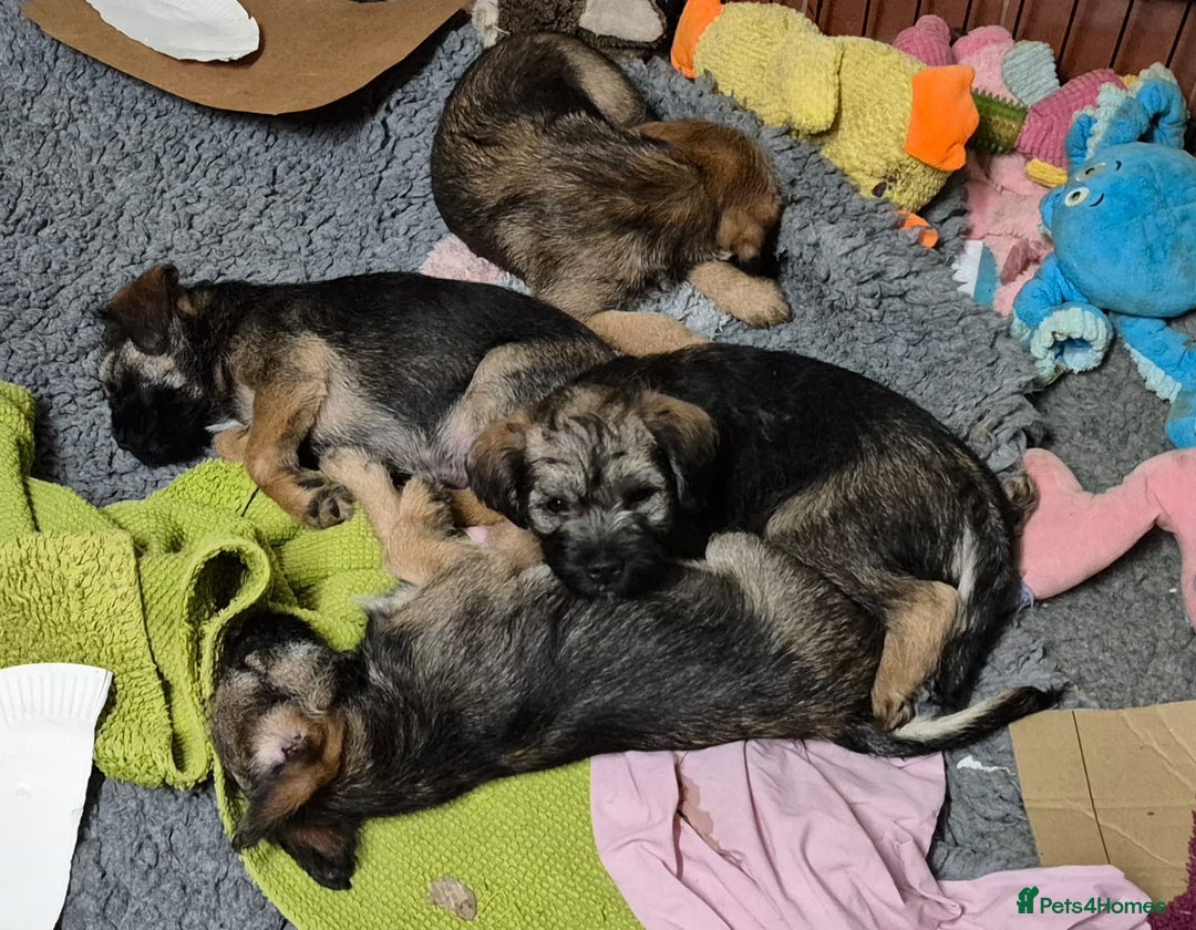 Border Terrier dogs for sale: Border terrier puppies - Image 13