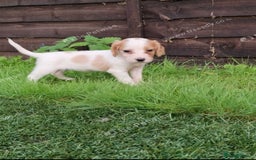 Cocker Spaniel dogs for sale: Cocker puppies for sale - Image 3