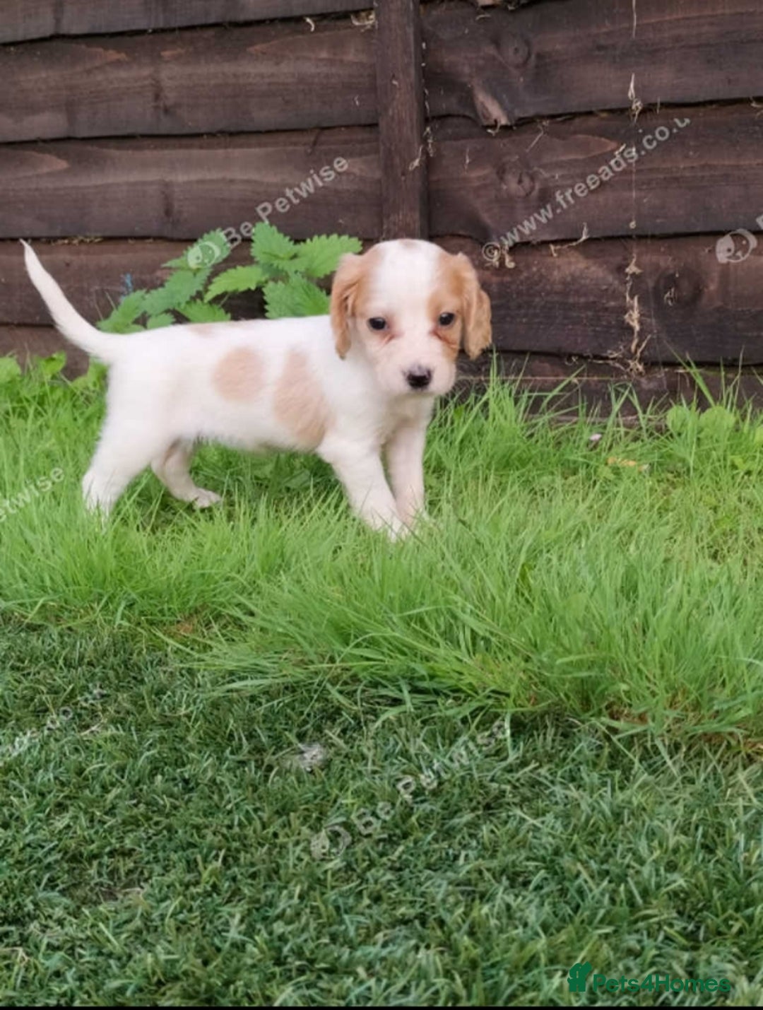 Cocker Spaniel dogs for sale: Cocker puppies for sale - Image 3