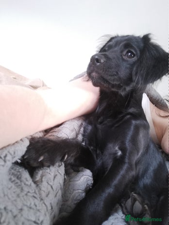 Mixed Breed dogs Beautiful litter of spaniel Cross - Advert 5