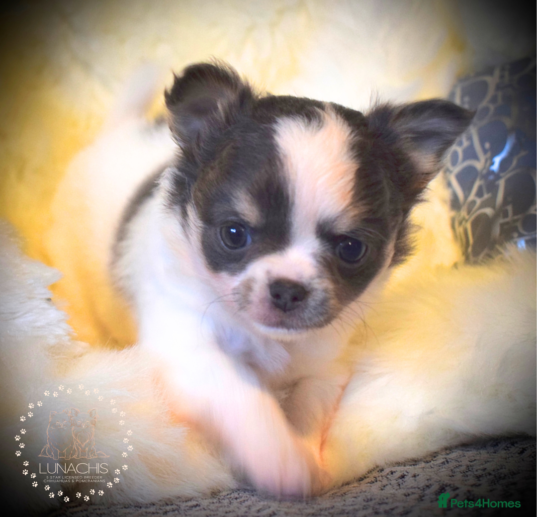 Chihuahua dogs for sale: Stunning chihuahua puppies  - Advert 13