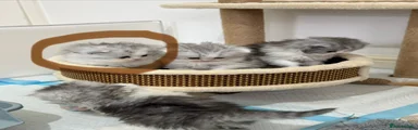 Persian Kitten 3