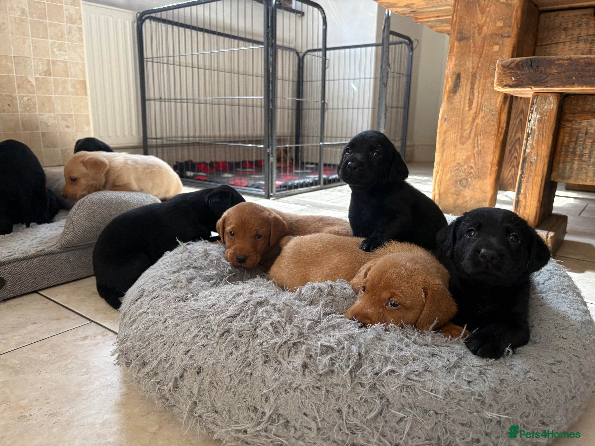 Labrador Retriever dogs Health Tested IGL Champion Bred Labrador Puppies  - Advert 1