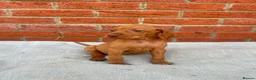 Hungarian Vizsla dogs for sale: KC registered Hungarian Vizsla puppies in Aberlour - Advert 13