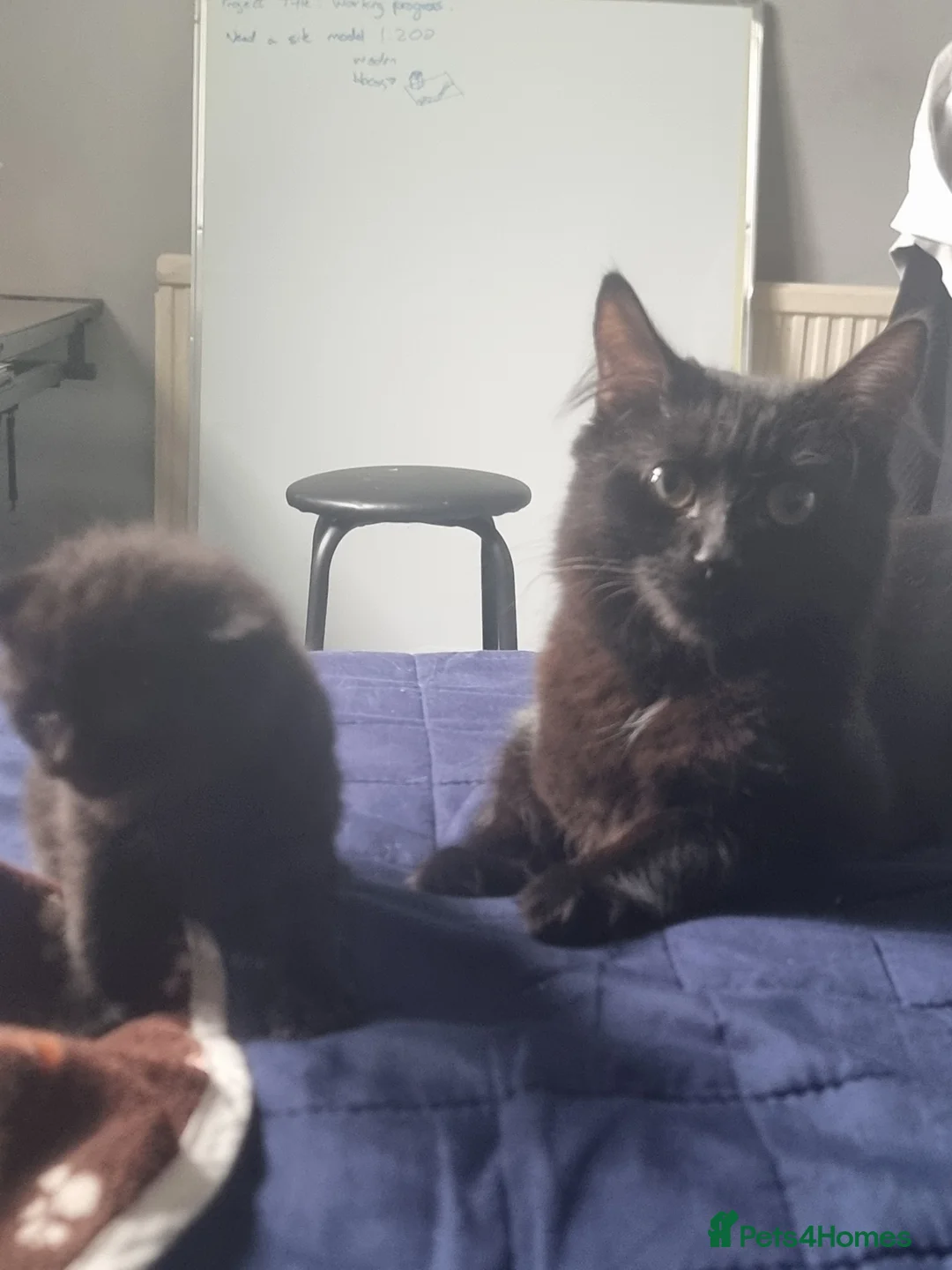 Mixed Breed cats for sale: 🐾 Kittens Looking for Loving Homes 🐾 in London - Advert 2
