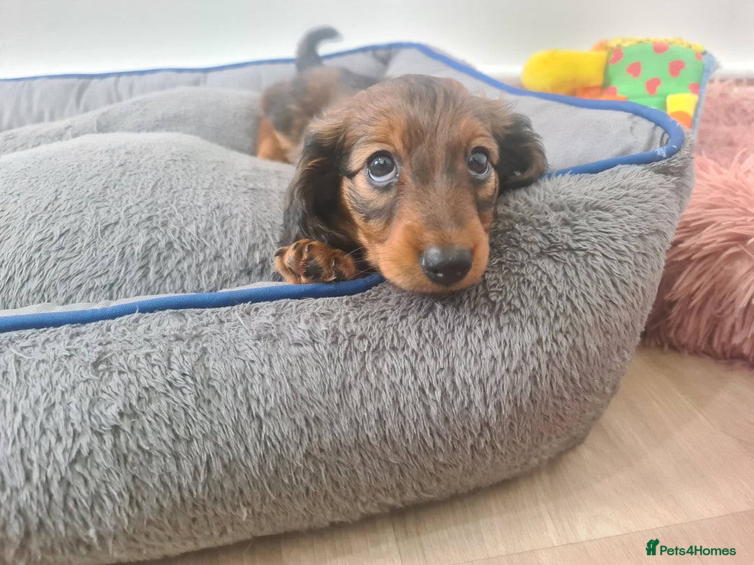 Dachshund dogs for sale: Last one beautiful long-haired dachshunds girl 😍 - Image 35