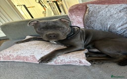 Staffordshire Bull Terrier dogs for sale: 9 month old koda  - Image 4