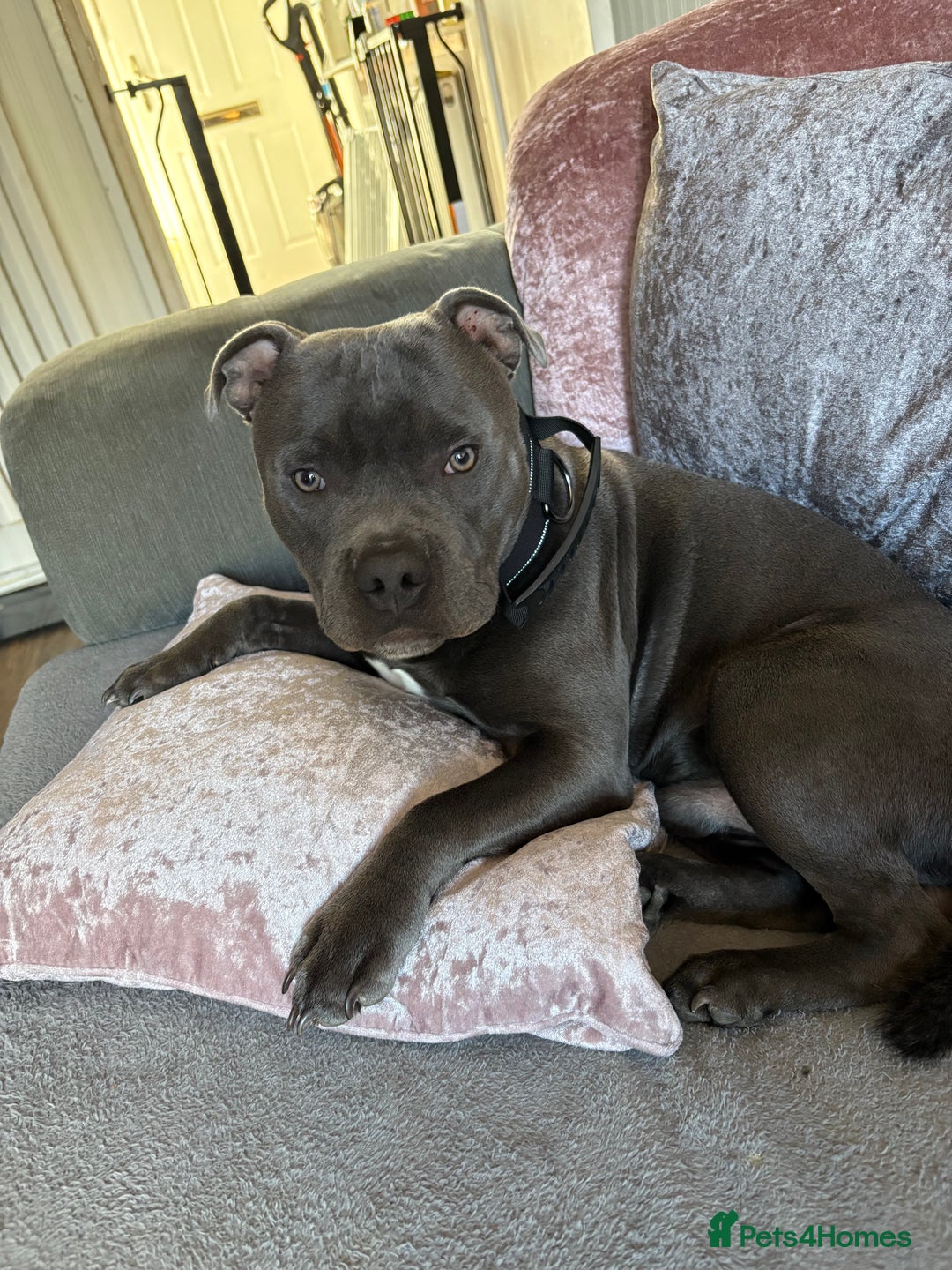 Staffordshire Bull Terrier dogs for sale: 9 month old koda  - Image 4