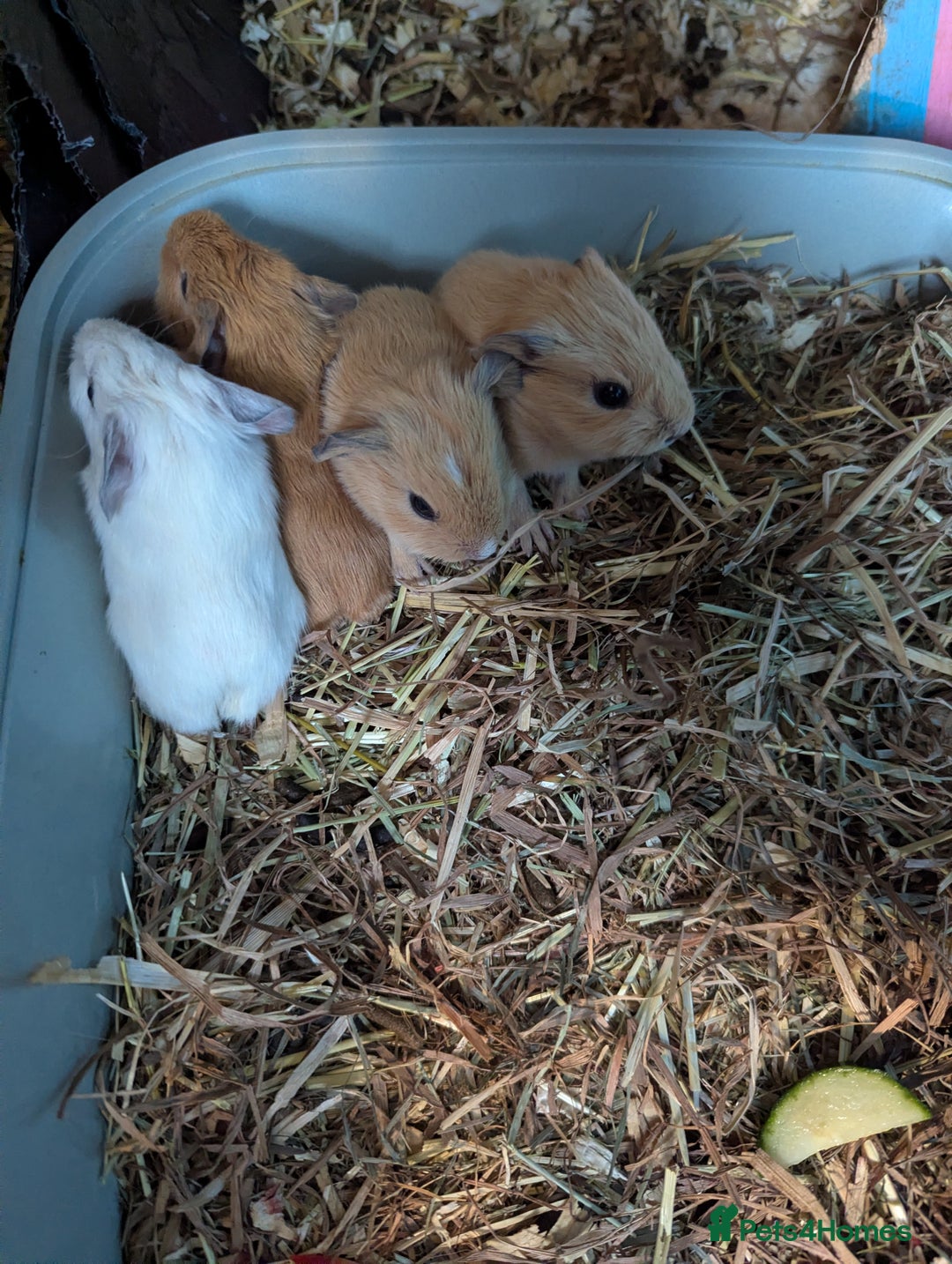 Guinea Pig rodents for sale: Baby guinea pigs  - Advert 1