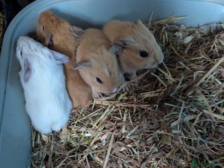 Guinea Pig rodents Baby guinea pigs - Advert 17