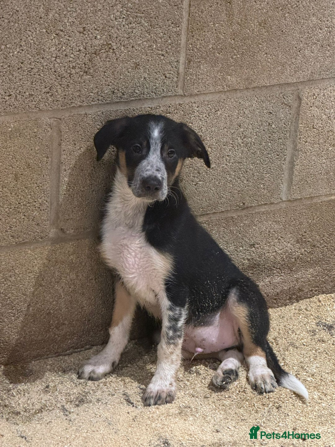Border Collie dogs for sale: ISDS REGISTERED BORDER COLLIE PUPS - Image 4