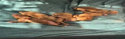 Cocker Spaniel dogs for sale: KC Registered Red Working Cocker Spaniels in Bishop Auckland - Advert 10