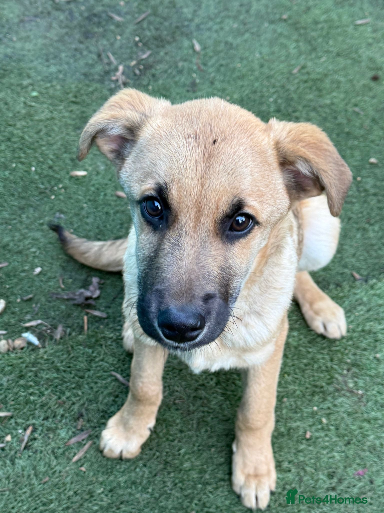 Mixed Breed dogs Moccacino  - Advert 2