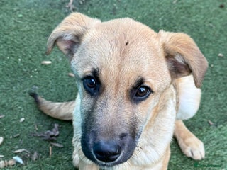 Mixed Breed dogs Moccacino - Advert 2