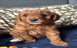 Mixed Breed dogs for sale: Mini Double Doodles 🧬 Tested Clear  - Image 25
