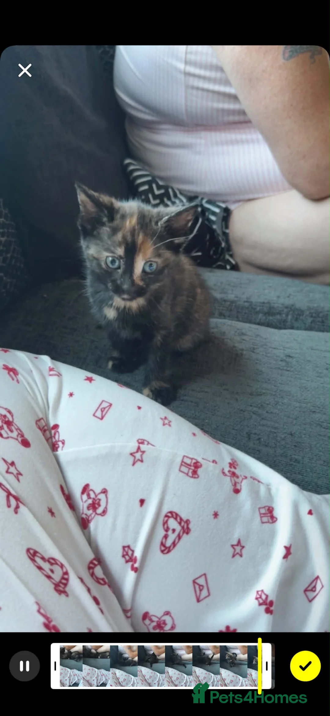 Mixed Breed cats for sale: adorable female kitten  - Advert 2