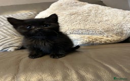Mixed Breed cats for sale: 4 beautiful female kittens  - Advert 7
