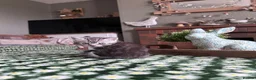 Scottish Fold cats for sale: Scottish Fold/Straight kittens - Advert 9