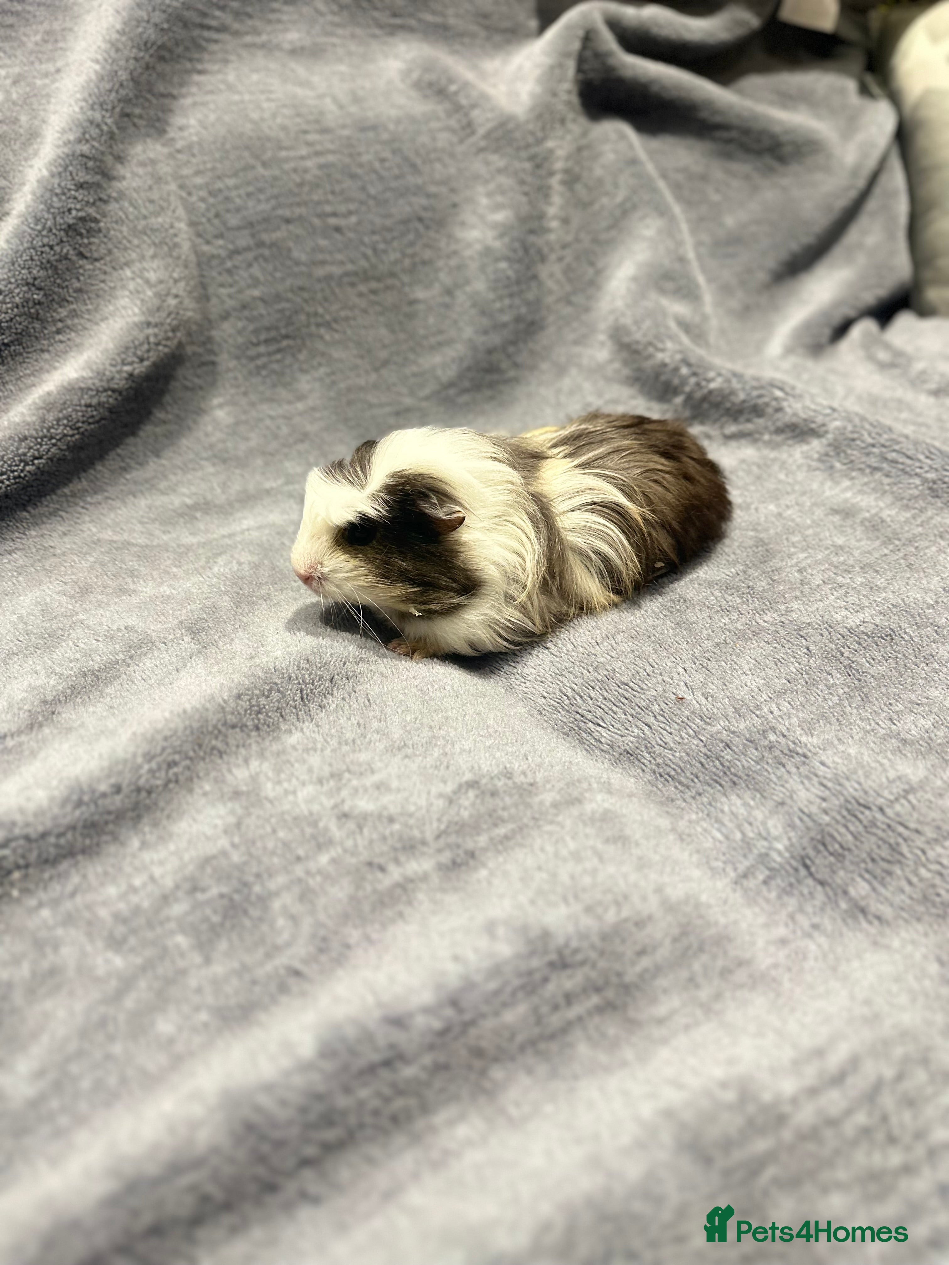 Guinea Pig rodents  Female Guinea pigs - Advert 1