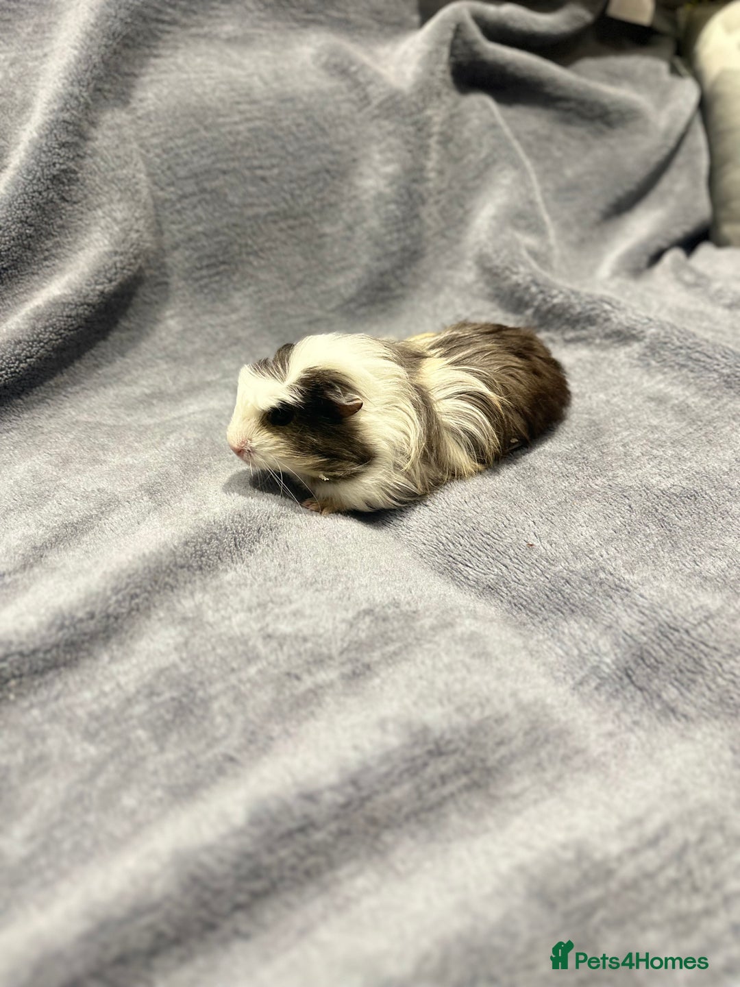 Guinea Pig rodents for sale:  Female Guinea pigs - Advert 1