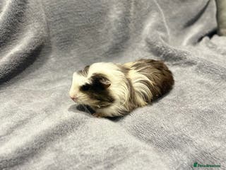 Guinea Pig rodents Female Guinea pigs - Advert 1