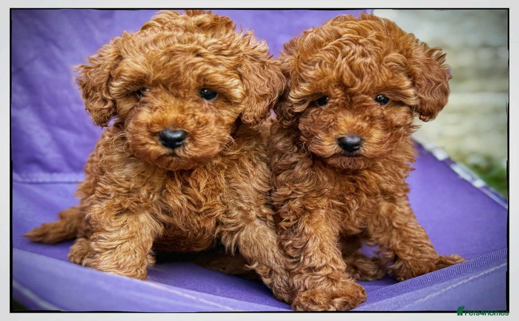 Toy Poodle dogs - Advert 14