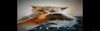 British Shorthair 2