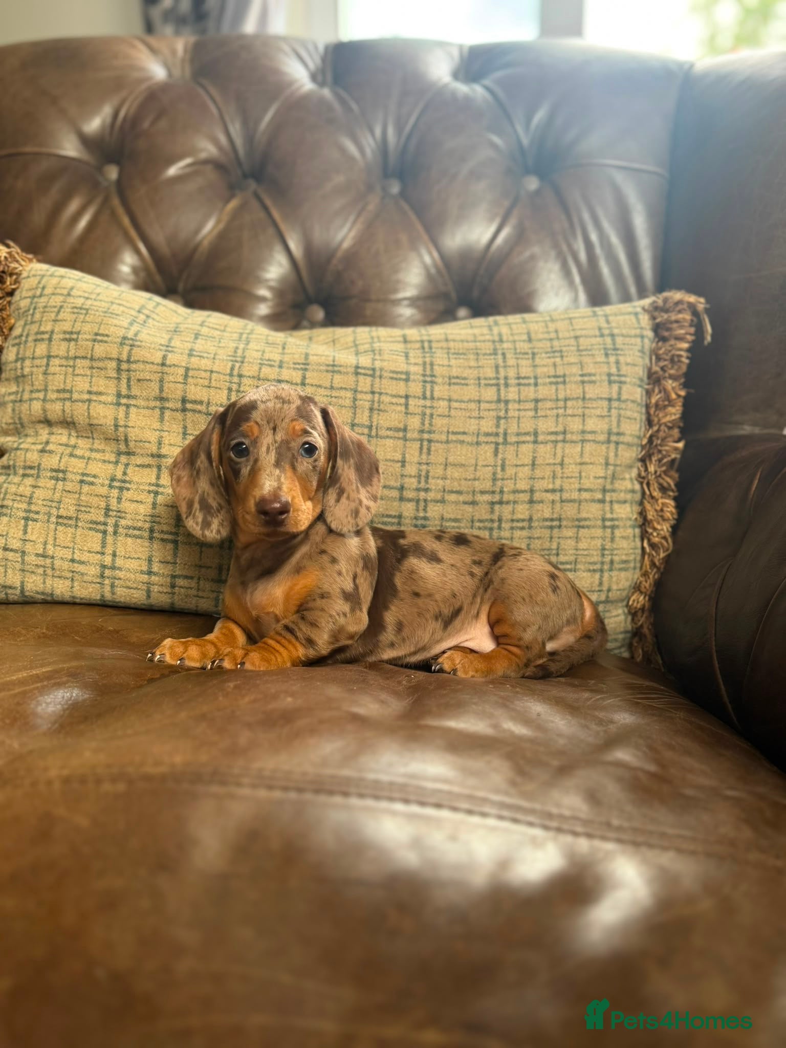Miniature Dachshund dogs Miniature Dachshund Puppies - Advert 2