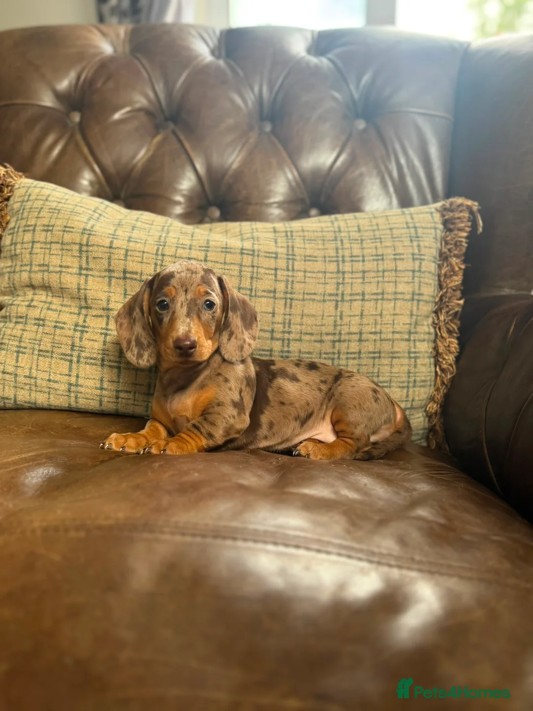 Miniature Dachshund dogs for sale: Miniature Dachshund Puppies - Advert 2