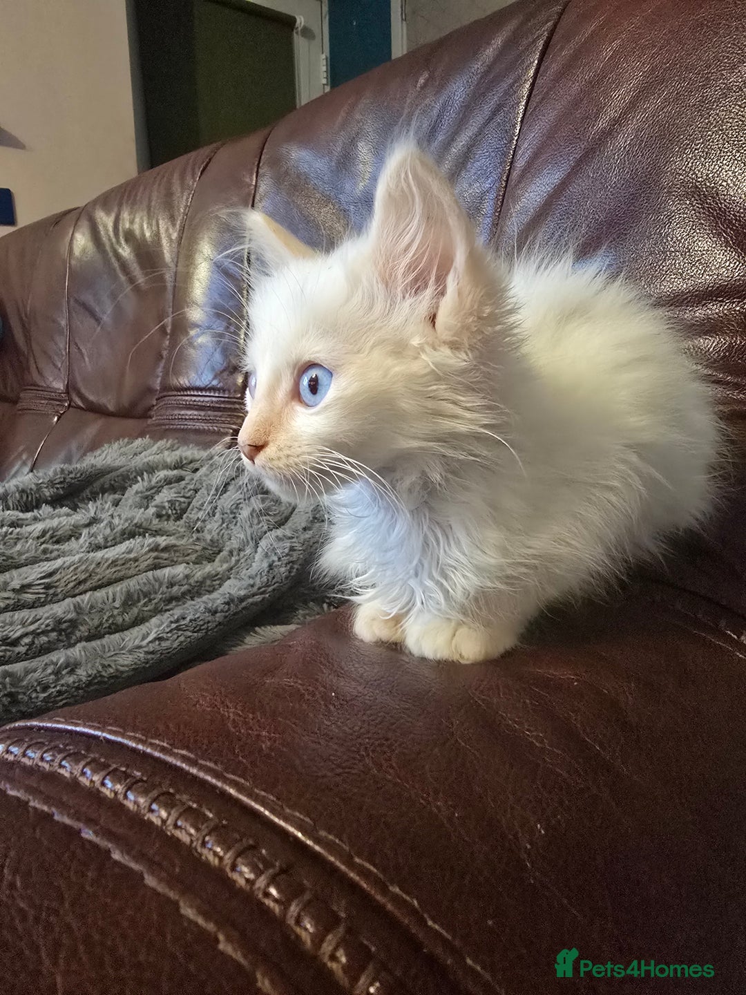 Mixed Breed cats for sale: Beautiful boy and girl  - Advert 14