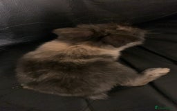Lionhead rabbits for sale: 4 baby bunnys for sale - Image 4