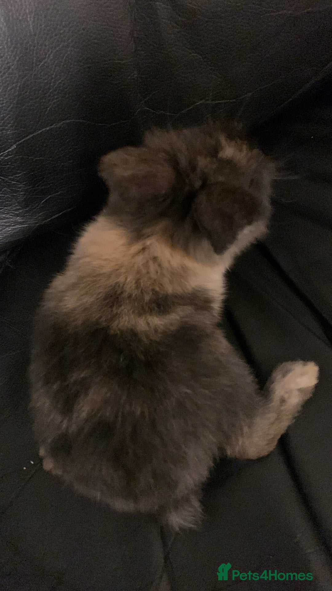 Lionhead rabbits for sale: 4 baby bunnys for sale - Image 4
