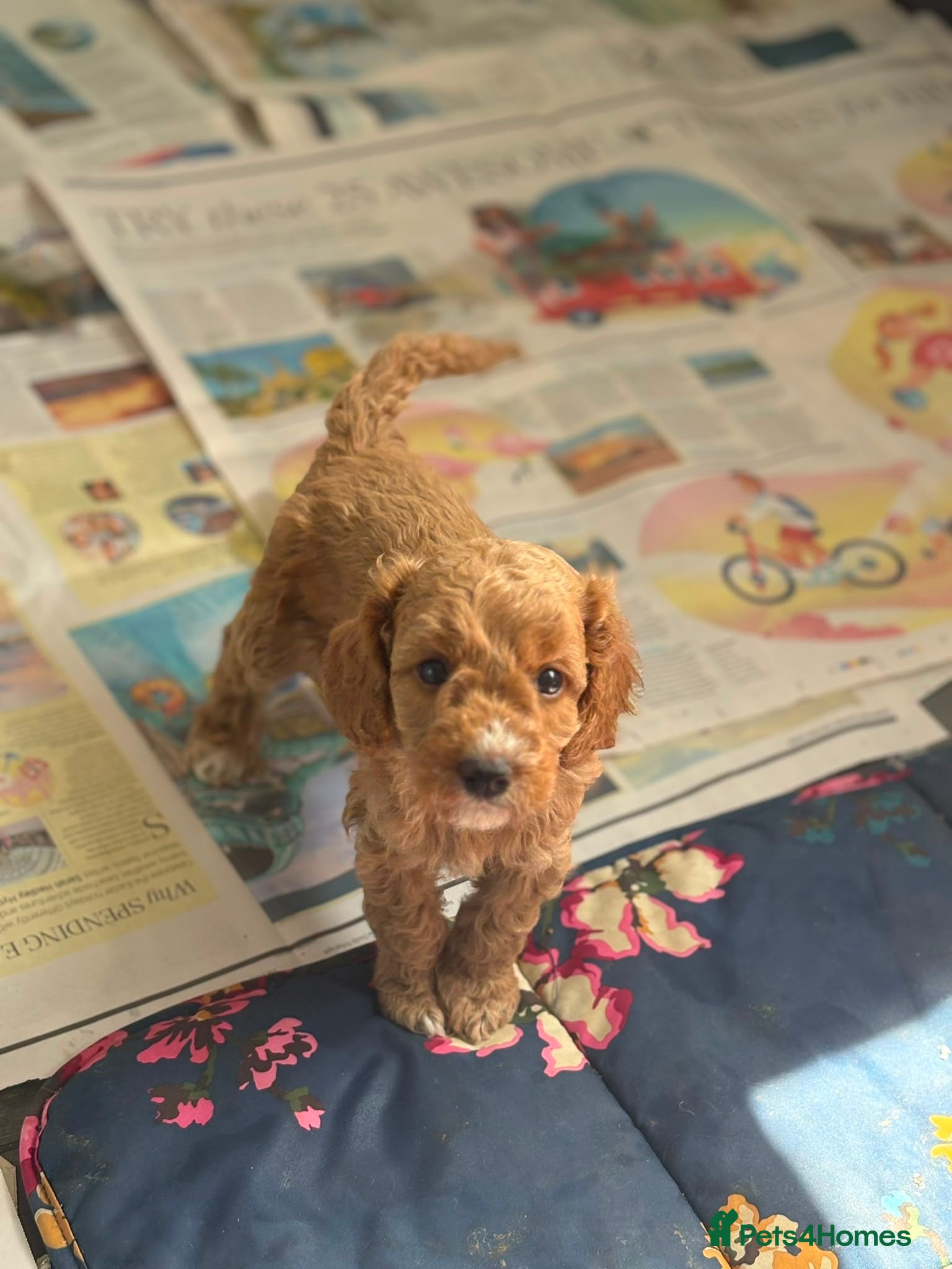 Cockapoo dogs Beautiful playful F1b cockapoos  - Advert 9