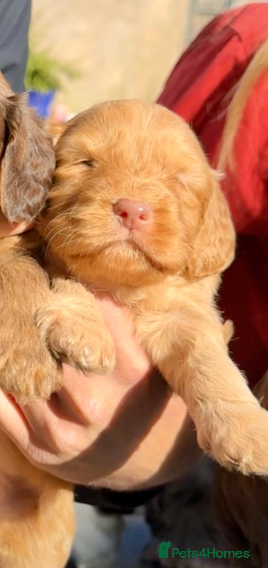 Cockapoo dogs for sale: F1BB Cockapoo Pups  - Image 14