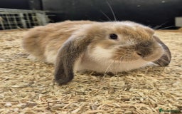 French Lop rabbits for sale: French Lops Ready Now - Image 6