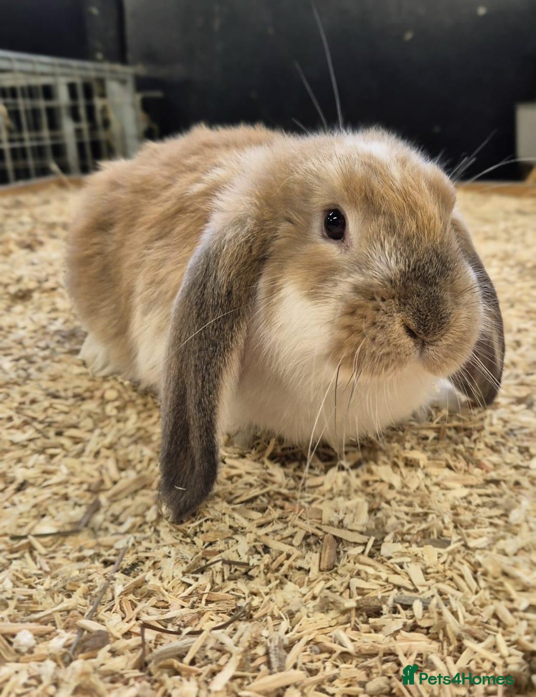 French Lop rabbits for sale: French Lops Ready Now - Image 6