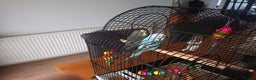 Budgerigars birds for sale: Pair of Male Budgies - Advert 2