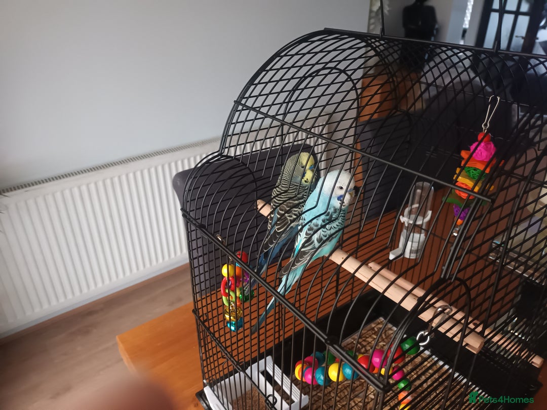 Budgerigars birds for sale: Pair of Male Budgies - Advert 2