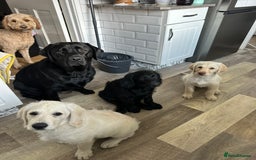 Labradoodle dogs for sale:  Unique,Exceptionally Bred F1 Labradoodles 🐾19/05 in Bristol - Image 6