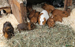 Guinea Pig rodents for sale: guinea pigs for sale - Image 6