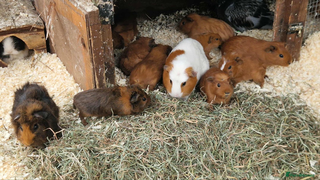 Guinea Pig rodents for sale: guinea pigs for sale - Image 6