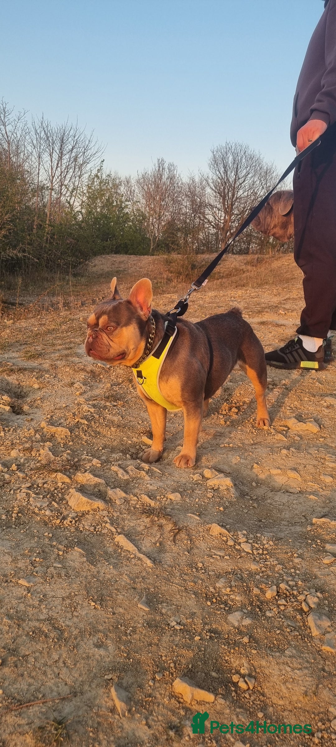 French Bulldog dogs for stud: KC registered fluffy carrier frenchie stud in Dudley - Image 5