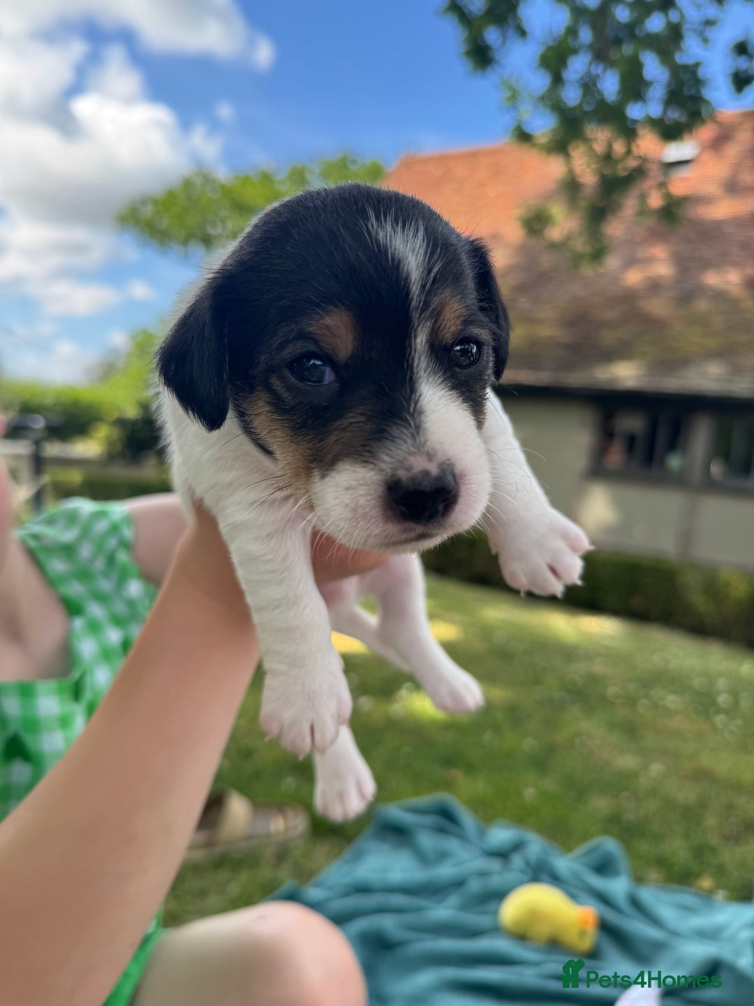 Jack Russell dogs for sale: Georgeous Jack Russell Puppy boy  in Tunbridge Wells - Image 8