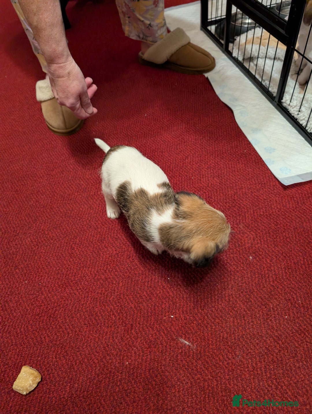 Mixed Breed dogs for sale: Shih Tzu Terrier cross  - Image 17
