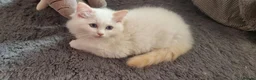 Ragdoll cats for sale: A very rare litter of kittens.  - Advert 5